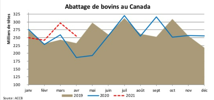 Abattage de bovins