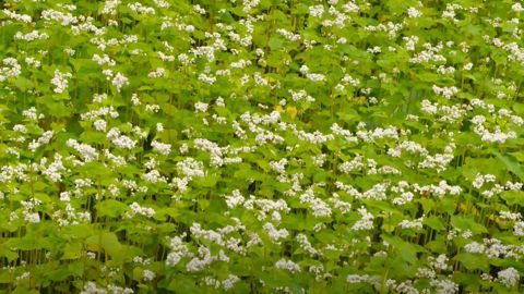 « Des plantes au service de la lutte contre les bioagresseurs »