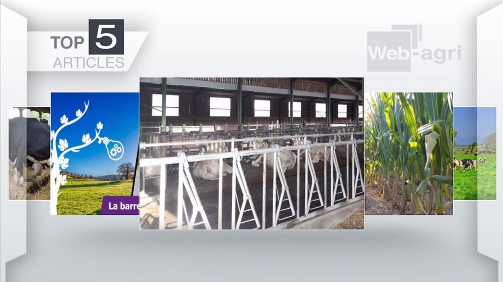 Articles les plus lus sur Web-agri cette semaine. (©Terre-net Media)
