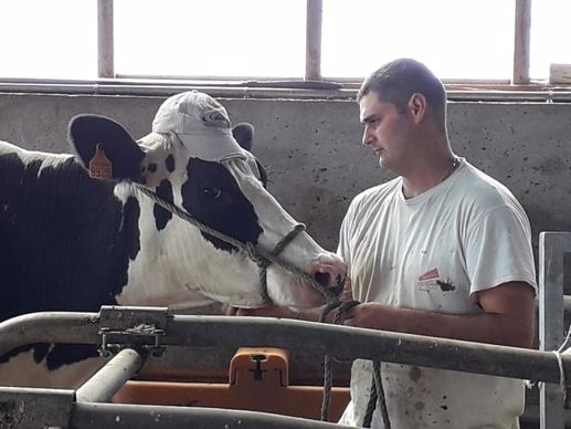 david escot et ses vaches au gaec de la bruyassiere