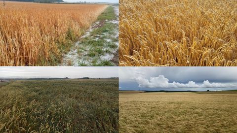 Un début de moisson en dents-de-scie Un début de moisson en dents-de-scie