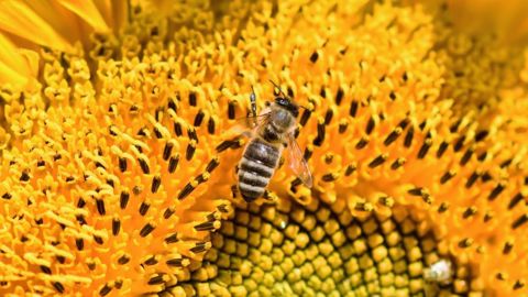Le plan Pollinisateurs est soumis à la consultation publique pour trois semaines, depuis le 28 juin. (©Pixabay)