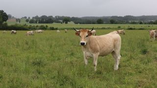 Les vaches Nantaise étudiées étaient âgées de 5 ans environ, pour un poids carcasse moyen de 453 kg. (©Terre-net Média) Les vaches Nantaise étudiées étaient âgées de 5 ans environ, pour un poids carcasse moyen de 453 kg. (©Terre-net Média)