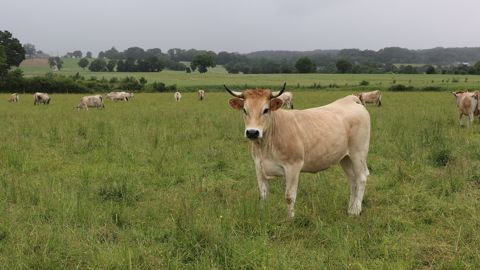 Les vaches Nantaise étudiées étaient âgées de 5 ans environ, pour un poids carcasse moyen de 453 kg. (©Terre-net Média) Les vaches Nantaise étudiées étaient âgées de 5 ans environ, pour un poids carcasse moyen de 453 kg. (©Terre-net Média)