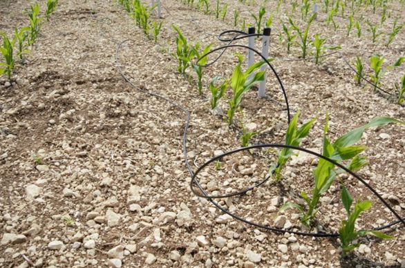 La gestion de l'irrigation s'appuie sur des mesures tensiométriques.