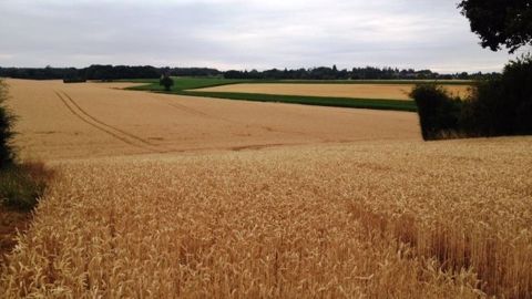 Les surfaces américaines dédiées au blé seraient supérieures aux attentes. (©Terre-net Média)
