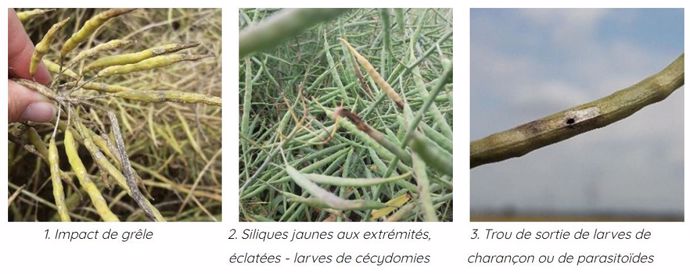 Symptômes sur siliques de colza