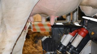 Grâce au débit de lait, le robot définira les vaches bimodales et adaptera le temps de brossage si besoin. (©Terre-net Média) Grâce au débit de lait, le robot définira les vaches bimodales et adaptera le temps de brossage si besoin. (©Terre-net Média)