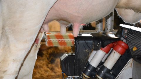 Grâce au débit de lait, le robot définira les vaches bimodales et adaptera le temps de brossage si besoin. (©Terre-net Média) Grâce au débit de lait, le robot définira les vaches bimodales et adaptera le temps de brossage si besoin. (©Terre-net Média)