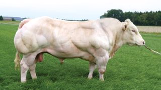 Toutes races confondues, 12 % des veaux nés durant la campagne 2018 - 2019 sont issus d'IA (©Terre-net Media)