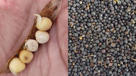 Graines de pois protéagineux et de colza germées dans le Nord-Est. (©Aurore Baillet/Terres Inovia) Graines de pois protéagineux et de colza germées dans le Nord-Est. (©Aurore Baillet/Terres Inovia)