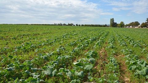 Concernant les ravageurs du colza, les plantes compagnes ont surtout un effet sur les<strong> </strong>larves de grosses altises ou de charançon du bourgeon terminal. (©Laurent Jung/Terres Inovia)
