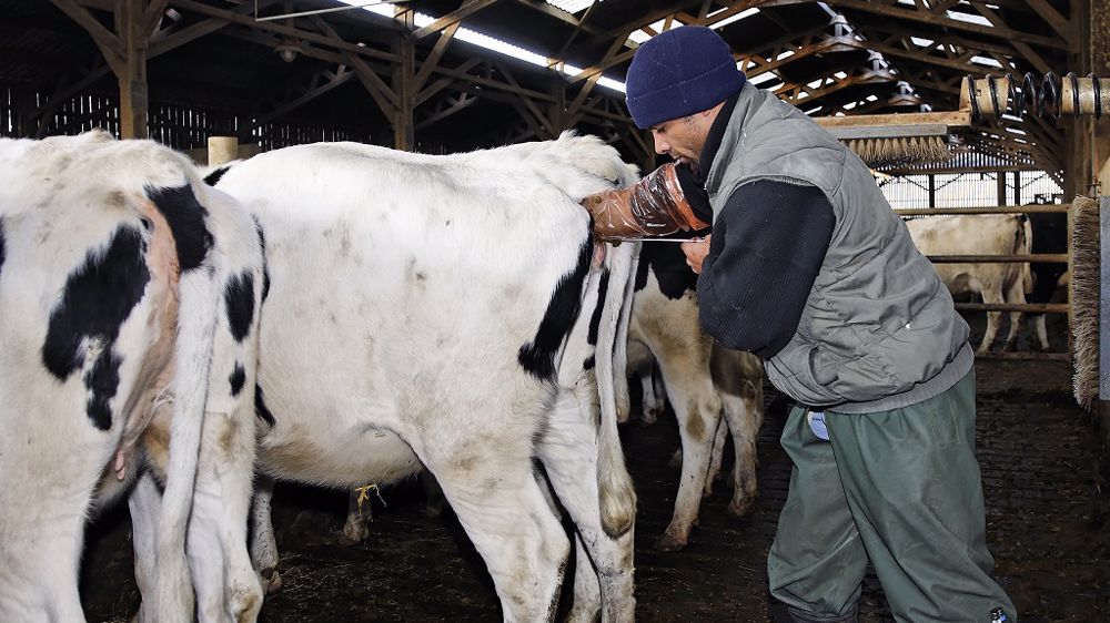 Insémination Par Léleveur En 2020 En Bovin Lait Et Allaitant