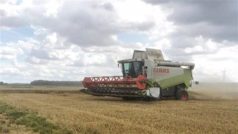 Agreste annonce des rendements prometteurs pour la moisson en cours, pour autant la qualité des grains pâtit de l'humidité (©Coline Lefranc)