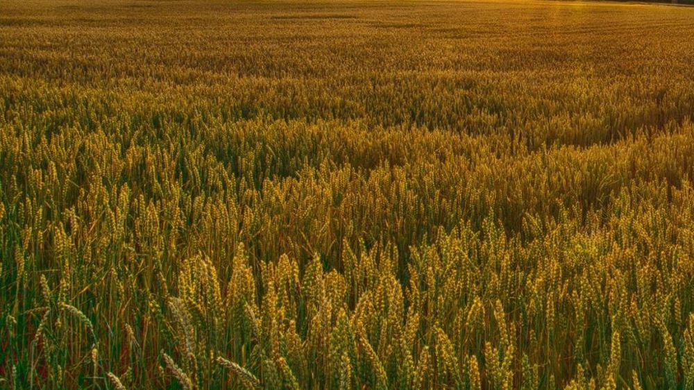 En fin de semaine, le blé et le soja en hausse après le rapport Wasde (©Pixabay)