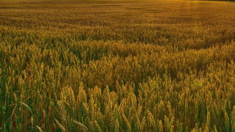 En fin de semaine, le blé et le soja en hausse après le rapport Wasde (©Pixabay)