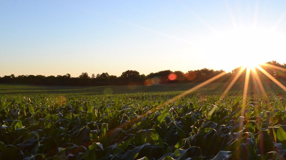 Le retour du soleil profite pleinement aux cultures de maïs. (©Pixabay)