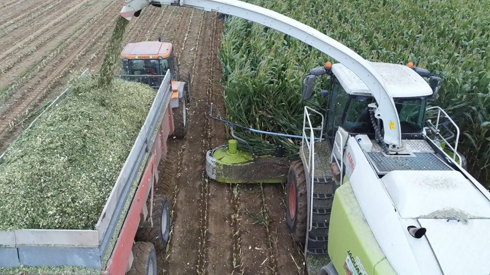 Vous pensez avoir trop de maïs cette année ? Pourquoi ne pas en récolter une partie en ensilage d'épi ou en maïs grain humide ? (©Terre-net Média) Vous pensez avoir trop de maïs cette année ? Pourquoi ne pas en récolter une partie en ensilage d'épi ou en maïs grain humide ? (©Terre-net Média)