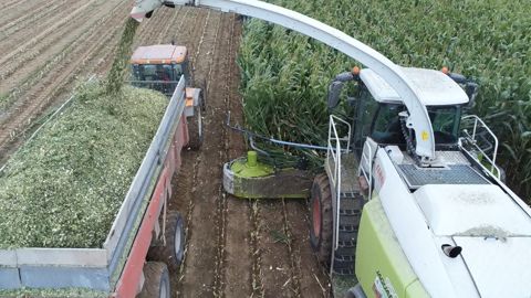 Vous pensez avoir trop de maïs cette année ? Pourquoi ne pas en récolter une partie en ensilage d'épi ou en maïs grain humide ? (©Terre-net Média) Vous pensez avoir trop de maïs cette année ? Pourquoi ne pas en récolter une partie en ensilage d'épi ou en maïs grain humide ? (©Terre-net Média)