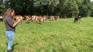 Un échantillon d'une cinquantaine de vaches représentant le troupeau a été identifié pour réaliser les mesures de comportement. (©Terre-net Média) Un échantillon d'une cinquantaine de vaches représentant le troupeau a été identifié pour réaliser les mesures de comportement. (©Terre-net Média)