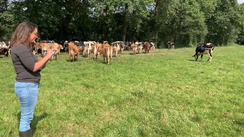 Un échantillon d'une cinquantaine de vaches représentant le troupeau a été identifié pour réaliser les mesures de comportement. (©Terre-net Média) Un échantillon d'une cinquantaine de vaches représentant le troupeau a été identifié pour réaliser les mesures de comportement. (©Terre-net Média)