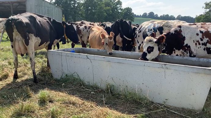 Vaches laitières à l'abreuvoir