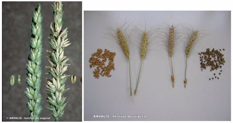 Epis cariés ébouriffés (à droite) comparés aux épis sains (à gauche)