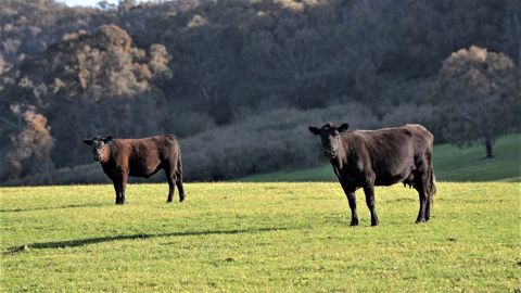 Le Canada a produit 1,53 million de tonnes de viande bovine en 2020. Parmi les principales races de boucherie : l'Angus noir. (©Pixabay) Le Canada a produit 1,53 million de tonnes de viande bovine en 2020. Parmi les principales races de boucherie : l'Angus noir. (©Pixabay)