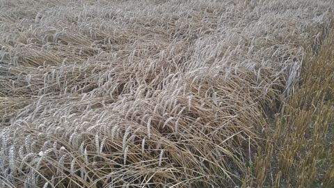 Un quart des éleveurs passent la barre des 80 q/ha