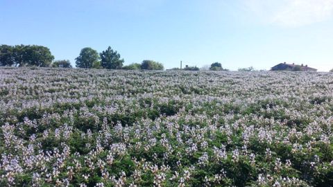 Le lupin est une légumineuse qui s’intègre facilement dans les rotations céréalières. (©Terres Inovia) Le lupin est une légumineuse qui s’intègre facilement dans les rotations céréalières. (©Terres Inovia)