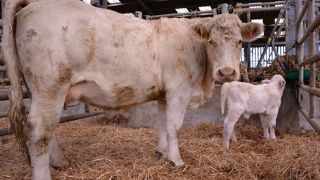Comme pour l'insémination par l'éleveur, le fait d'échographier soi-même ses vaches donne plus de réactivité dans la conduite du troupeau. (©Terre-net Média) Comme pour l'insémination par l'éleveur, le fait d'échographier soi-même ses vaches donne plus de réactivité dans la conduite du troupeau. (©Terre-net Média)