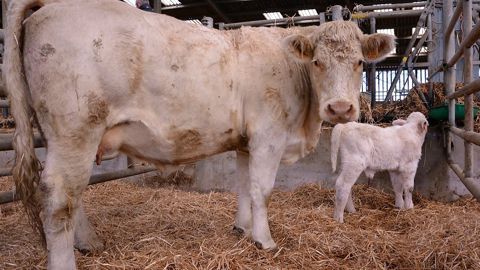 Comme pour l'insémination par l'éleveur, le fait d'échographier soi-même ses vaches donne plus de réactivité dans la conduite du troupeau. (©Terre-net Média) Comme pour l'insémination par l'éleveur, le fait d'échographier soi-même ses vaches donne plus de réactivité dans la conduite du troupeau. (©Terre-net Média)