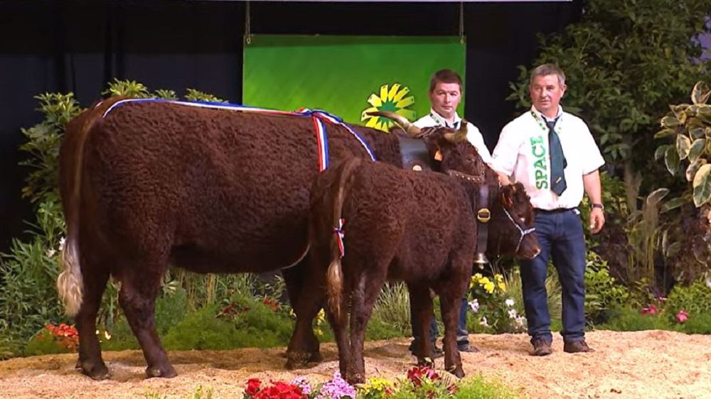 Image est sacrée meilleur animal du concours Salers. (©Capture live du concours)