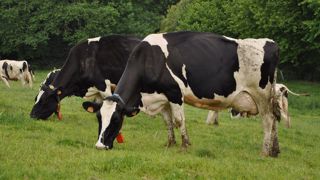 Q. Alteyrac (Pâturesens) dresse le bilan de cette saison de pâturage 2021 Q. Alteyrac (Pâturesens) dresse le bilan de cette saison de pâturage 2021
