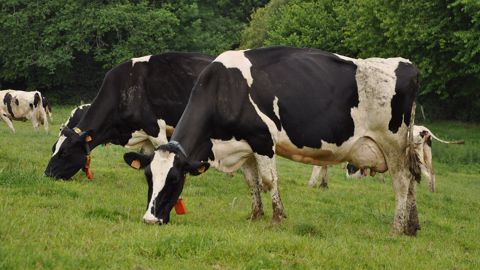 Q. Alteyrac (Pâturesens) dresse le bilan de cette saison de pâturage 2021 Q. Alteyrac (Pâturesens) dresse le bilan de cette saison de pâturage 2021