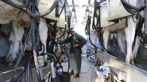 La progression de la production laitière est surtout marquée aux USA et en Nouvelle-Zélande (©Terre-net-media)