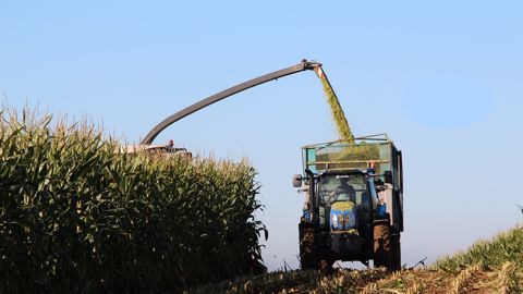 Au 1<sup>er</sup> septembre, Agreste estime à 12,9 tMS/ha le rendement moyen national en maïs fourrage pour cette récolte 2021. (©Terre-net Média) Au 1<sup>er</sup> septembre, Agreste estime à 12,9 tMS/ha le rendement moyen national en maïs fourrage pour cette récolte 2021. (©Terre-net Média)