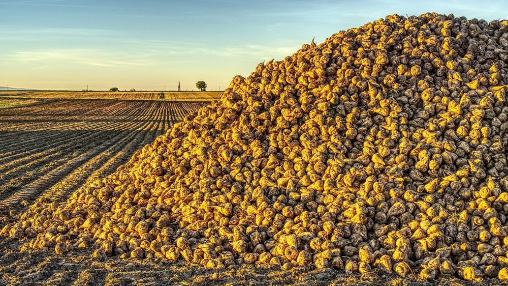 Chez Tereos, la nouvelle campagne betteravière a démarré le 13 septembre 2021. (©Pixabay)