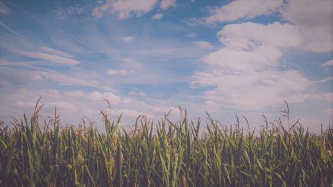 Blé, maïs et soja étaient dans le rouge cette fin de semaine. (©Pixabay)