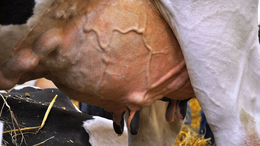 Même si sa production reste élevée, mieux vaut ne pas passer à côté du tarissement d'une vache haute productrice. (©Terre-net Média)