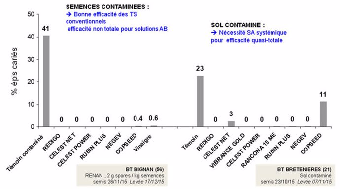 Evaluation comparée (en % d'épis cariés) de traitements de semences fongicides vis-à-vis de la carie commune, selon deux sources de contamination