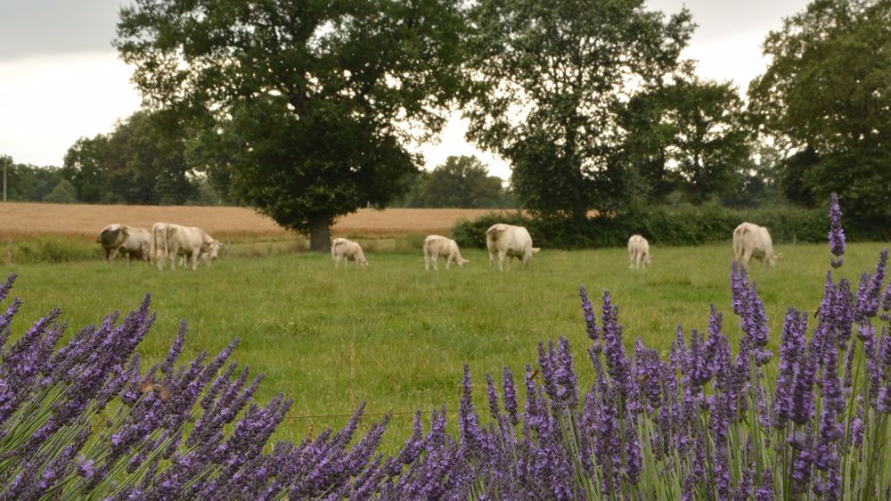 Tu t'intéresses à l'élevage allaitant ? Ce stage est fait pour toi ! (©Terre-net Média)