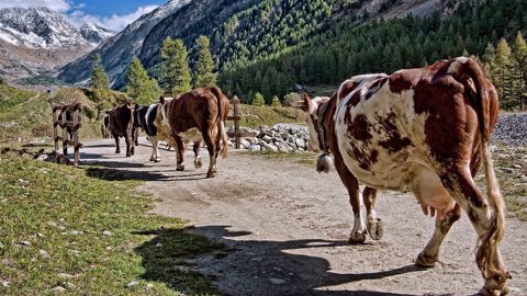 Seul le coût des intrants augmente chez les éleveurs Seul le coût des intrants augmente chez les éleveurs