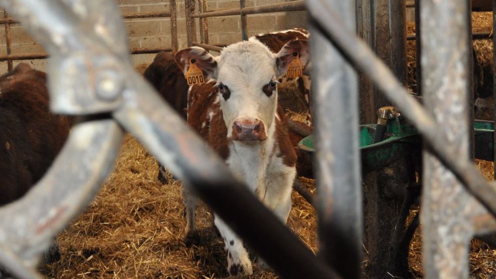 Les soins autour des veaux laitiers sont des tâches chronophages. Avec une bonne organisation et quelques équipements, il est possible de gagner du temps sur cette astreinte. (©Terre-net Média)