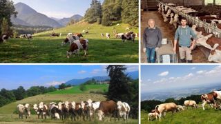 « Les bêtes sont dehors toute l'année », sauf si les conditions climatiques sont trop défavorables. (©Gaec Chichante) « Les bêtes sont dehors toute l'année », sauf si les conditions climatiques sont trop défavorables. (©Gaec Chichante)