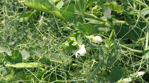 Retrouvez les <a href="https://www.myvar.fr/" target="_blank">listes recommandées pour les variétés de pois et féverole d'hiver 2021 sur myVar</a>.(©Terre-net Média)