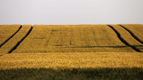 Aux Etats-Unis, l'arrivée d'une vague de chaleur inquiète les agriculteurs et les marchés. (©CC)