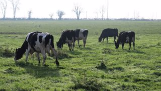 Les résultats de contrôle laitier 2020 affichent une meilleure production laitière avec plus de taux et moins de cellules. (©Terre-net Média) Les résultats de contrôle laitier 2020 affichent une meilleure production laitière avec plus de taux et moins de cellules. (©Terre-net Média)