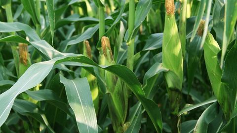 Face au manque d'eau, la recherche doit contribuer à l'adaptation des plantes aux épisodes de sécheresse