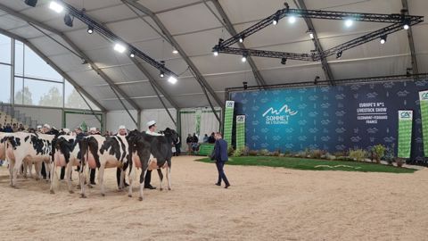 Sancy Mahou, grande championne du concours Prim'holstein Sancy Mahou, grande championne du concours Prim'holstein